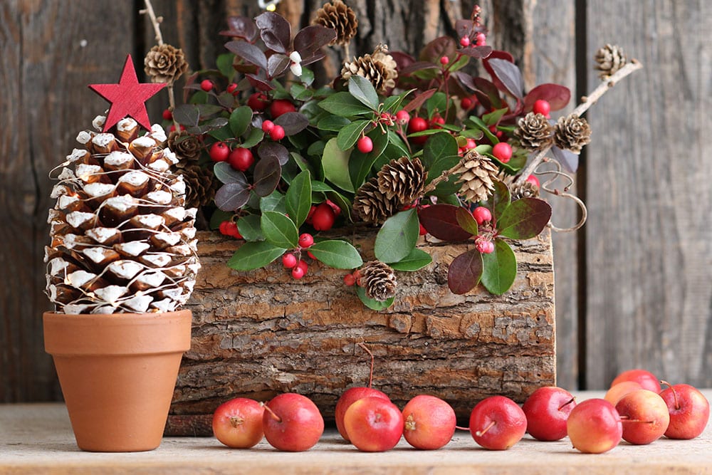 plantes-decorations-noel