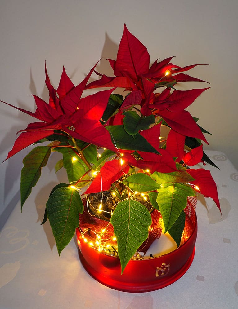 poinsettia-deco