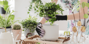 rempotage-plante-interieur