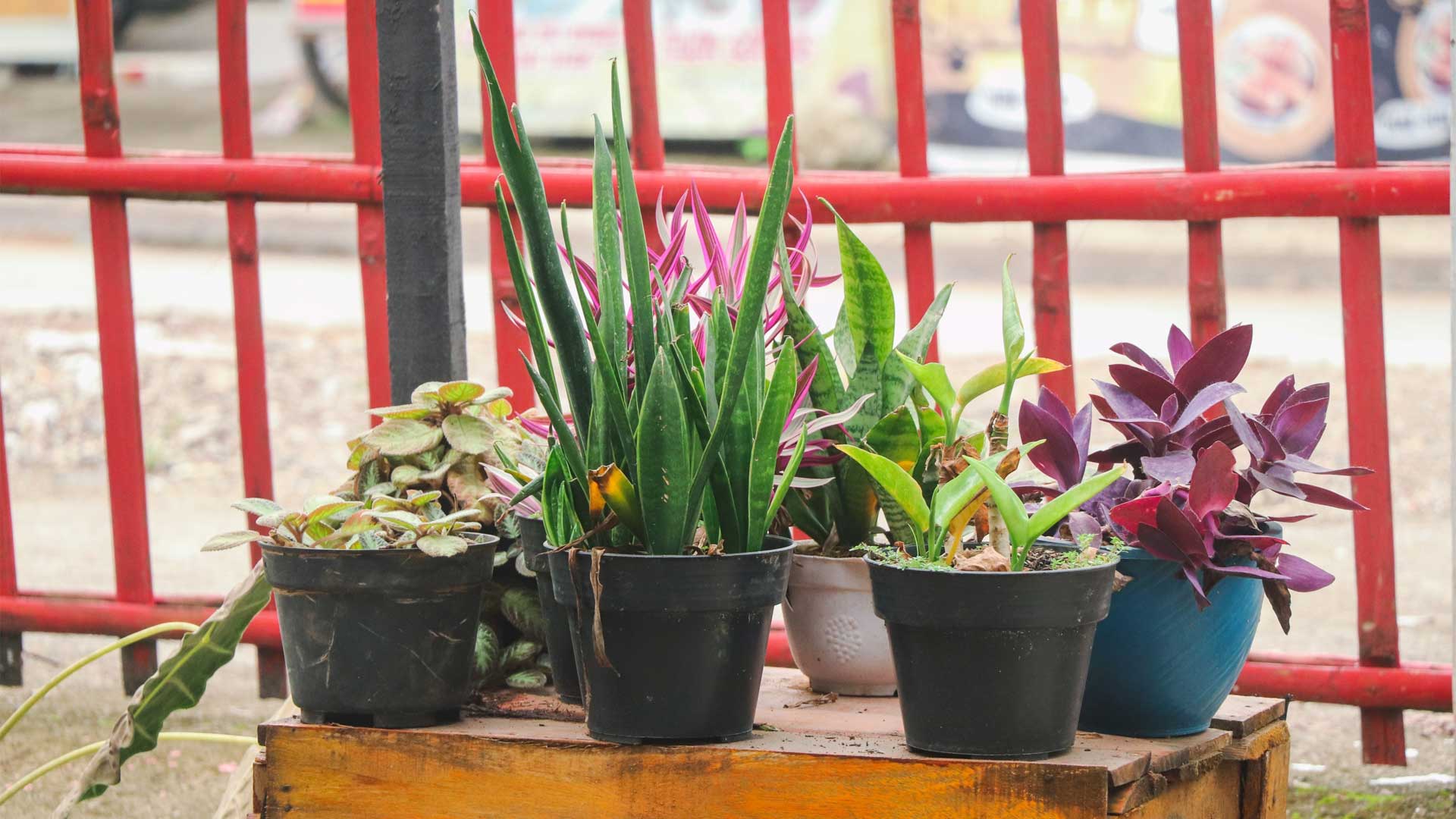 rentree-pour-les-plantes-tropicales