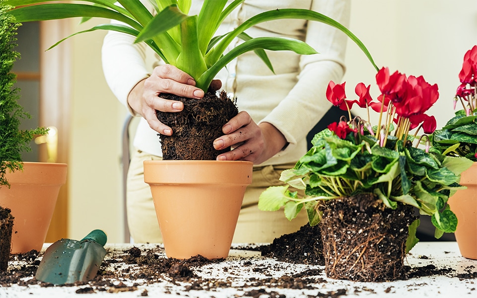 replanter-plante-interieur