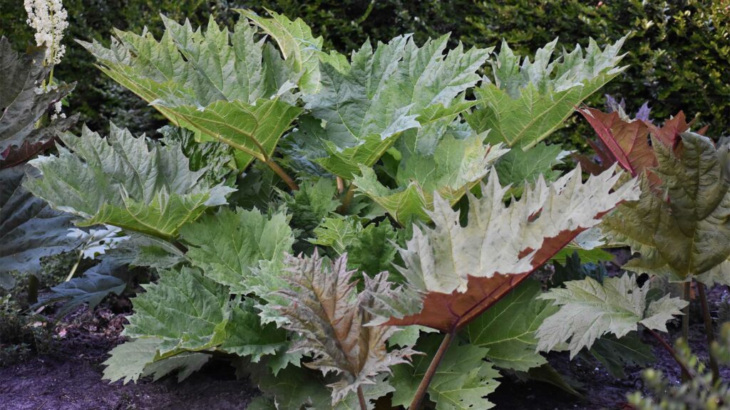 rhubarbe-de-chine