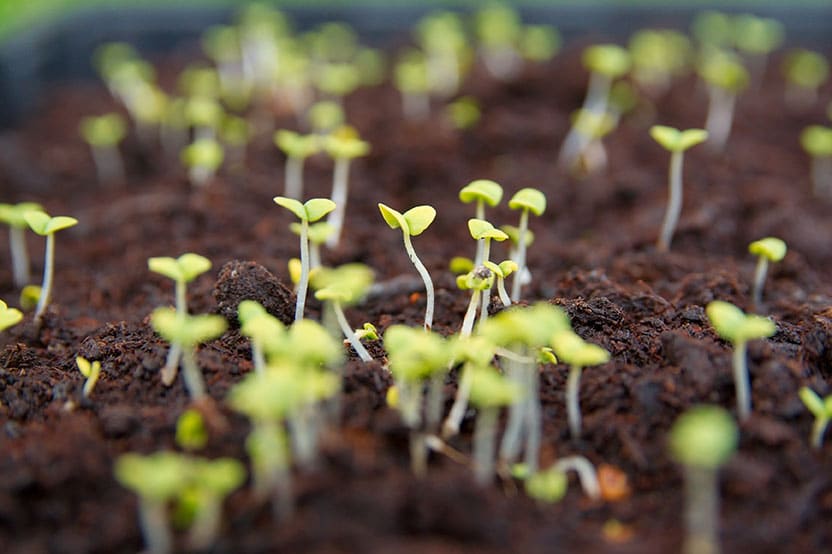 semis-interieur-plante-et-decor-Latour