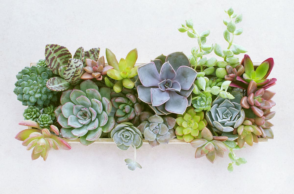 succulentes-latour