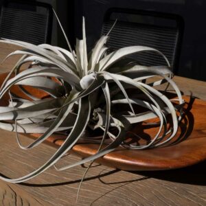 Plantes et Terrarium