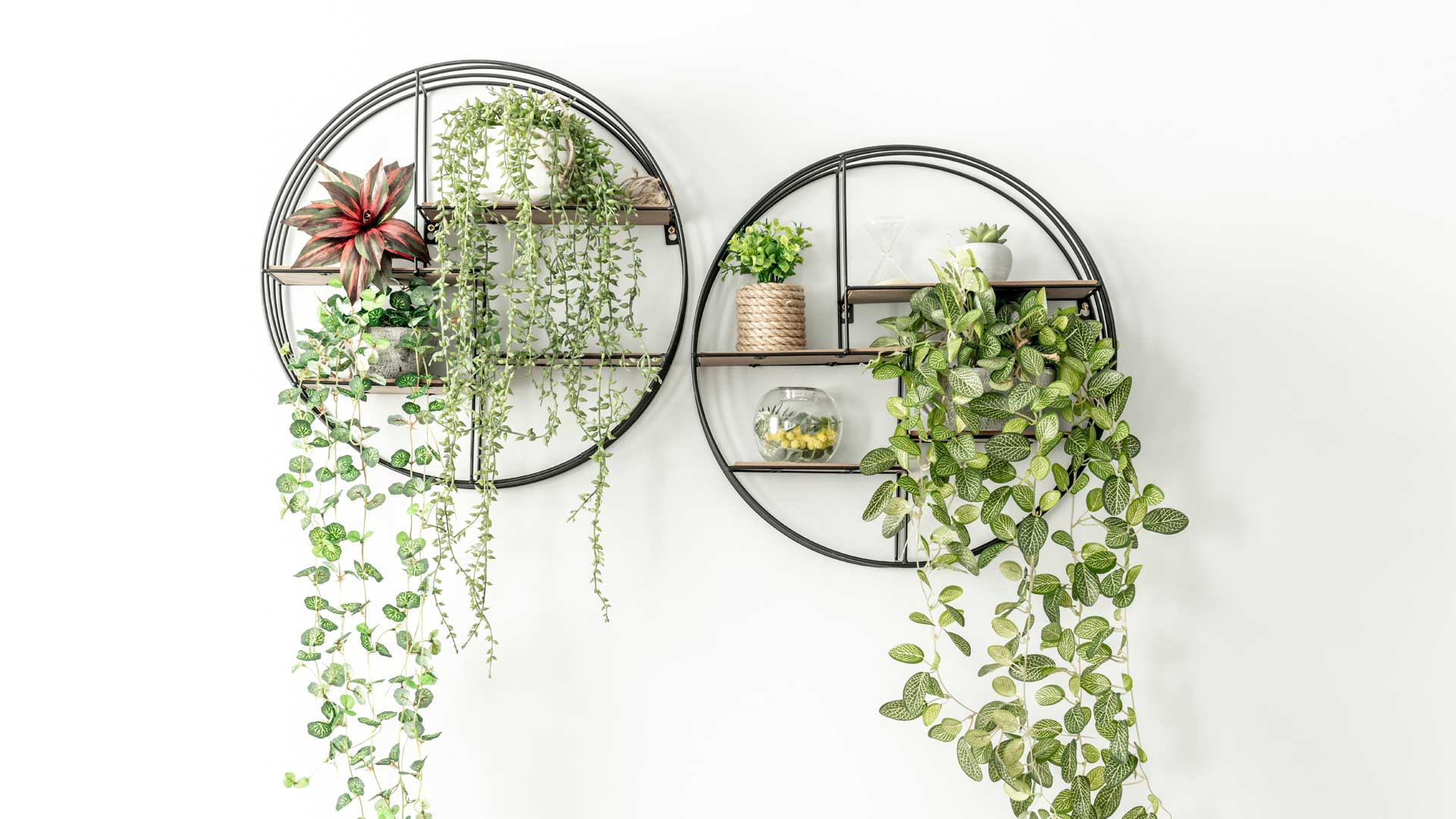 top-10-des-meilleures-plantes-suspendues