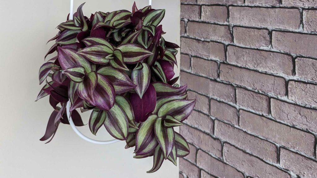 tradescantia-zebrina
