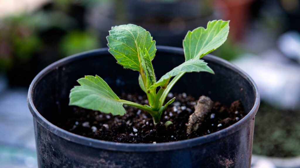 acclimatation-etape-essentielle