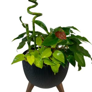 Arrangement de plantes