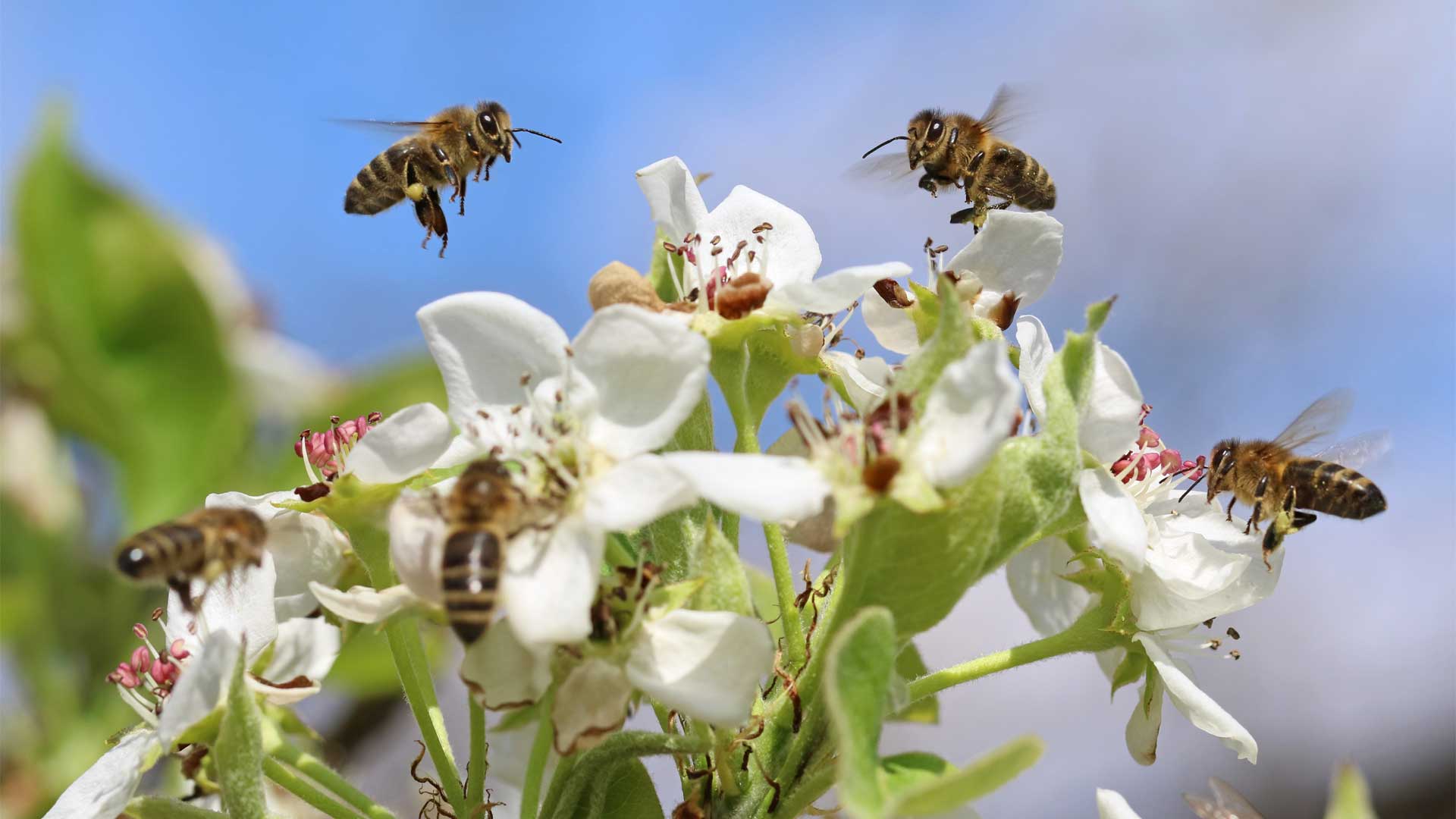 attirer-les-pollinisateurs-des-plantes-pour-un-jardin-vibrant-et-eclatant