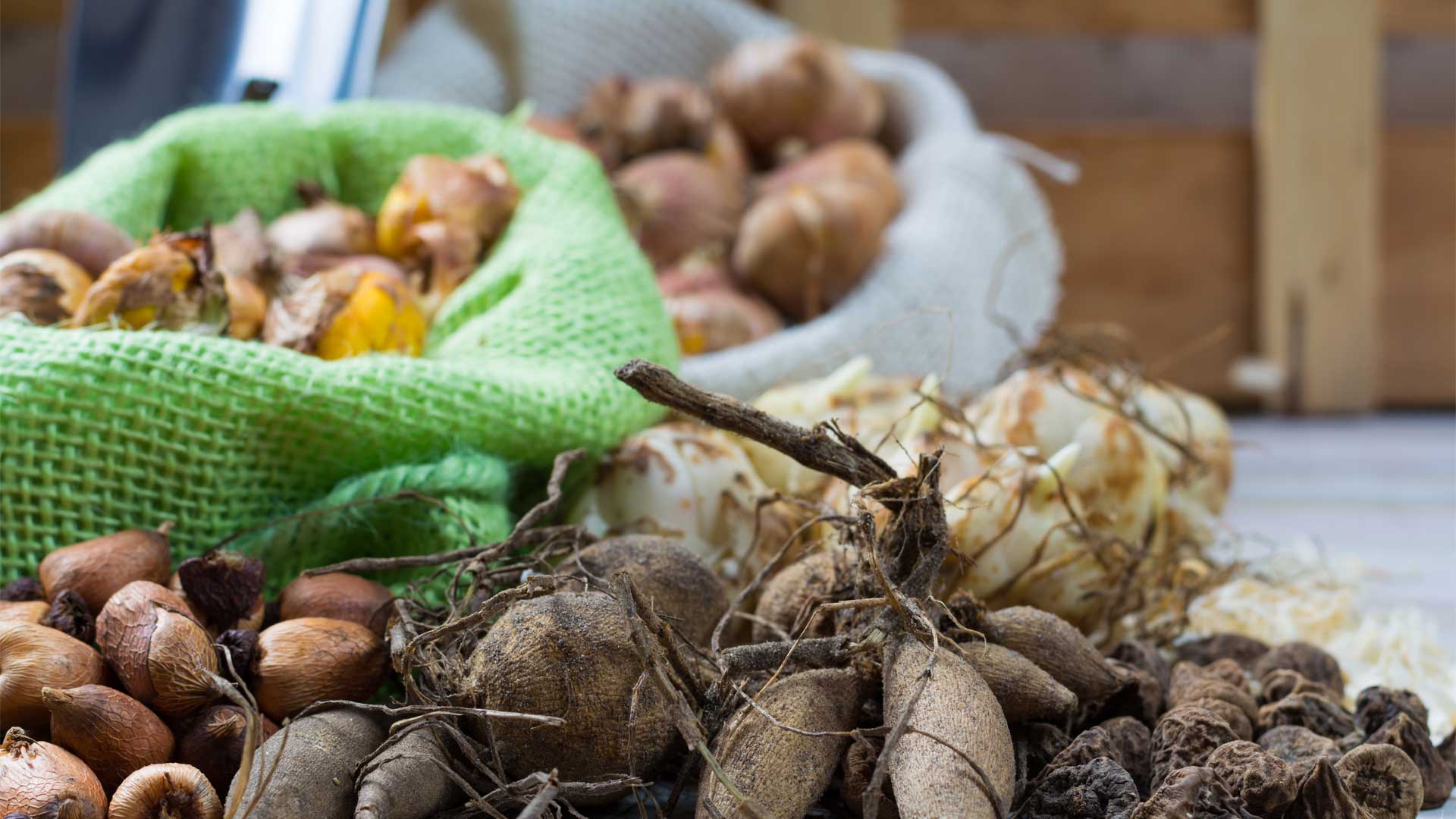 donnez-un-nouvea-depart-a-vos-bulbes-ete