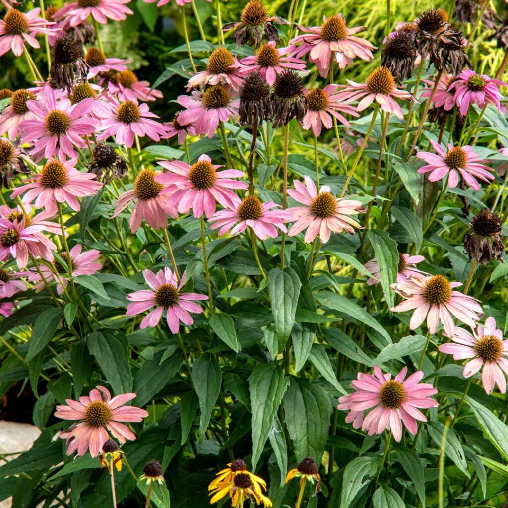 echinacee-pourpre