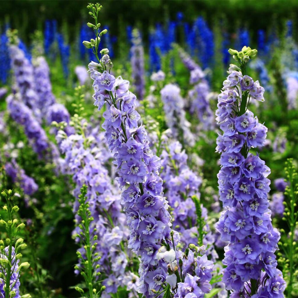 delphinium