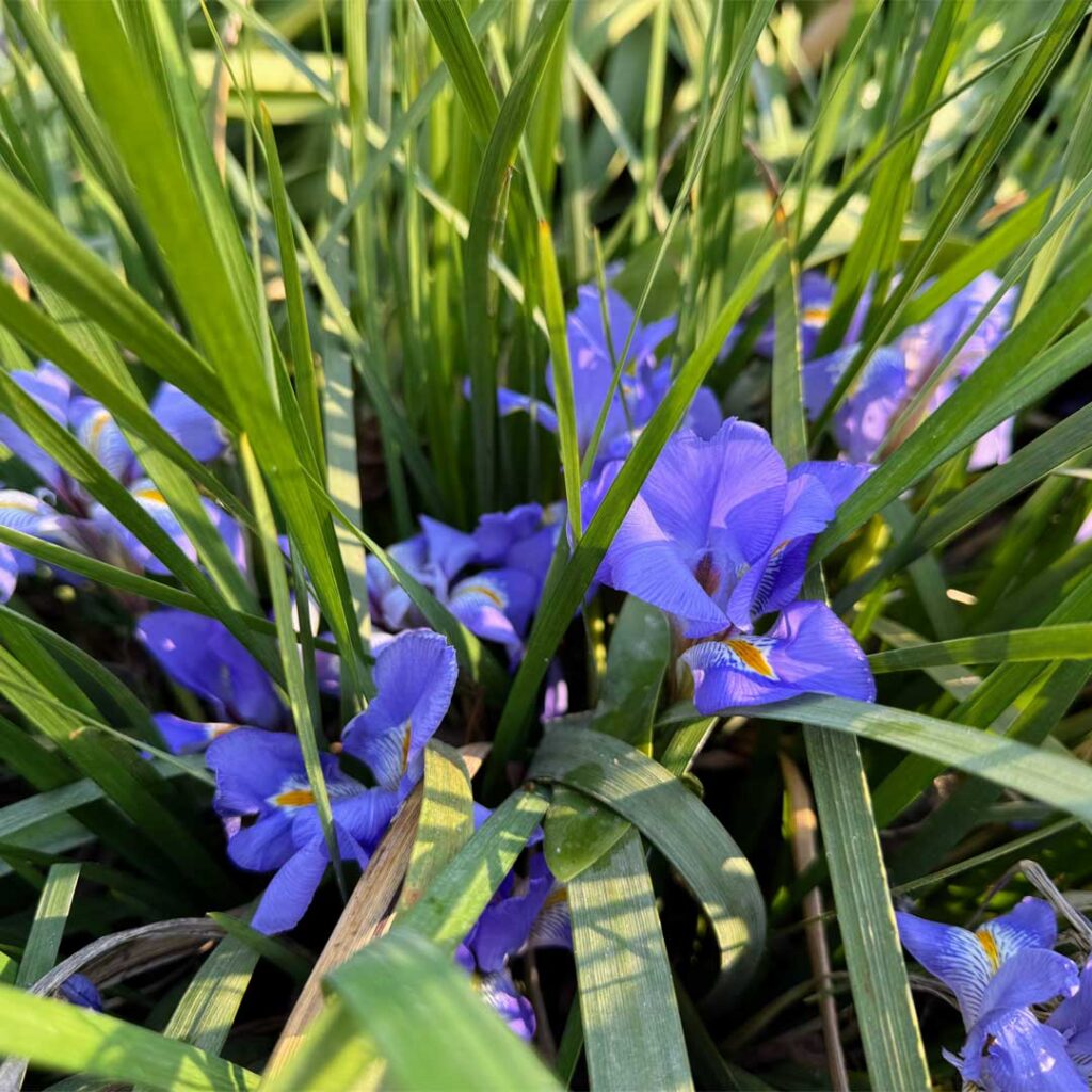 iris