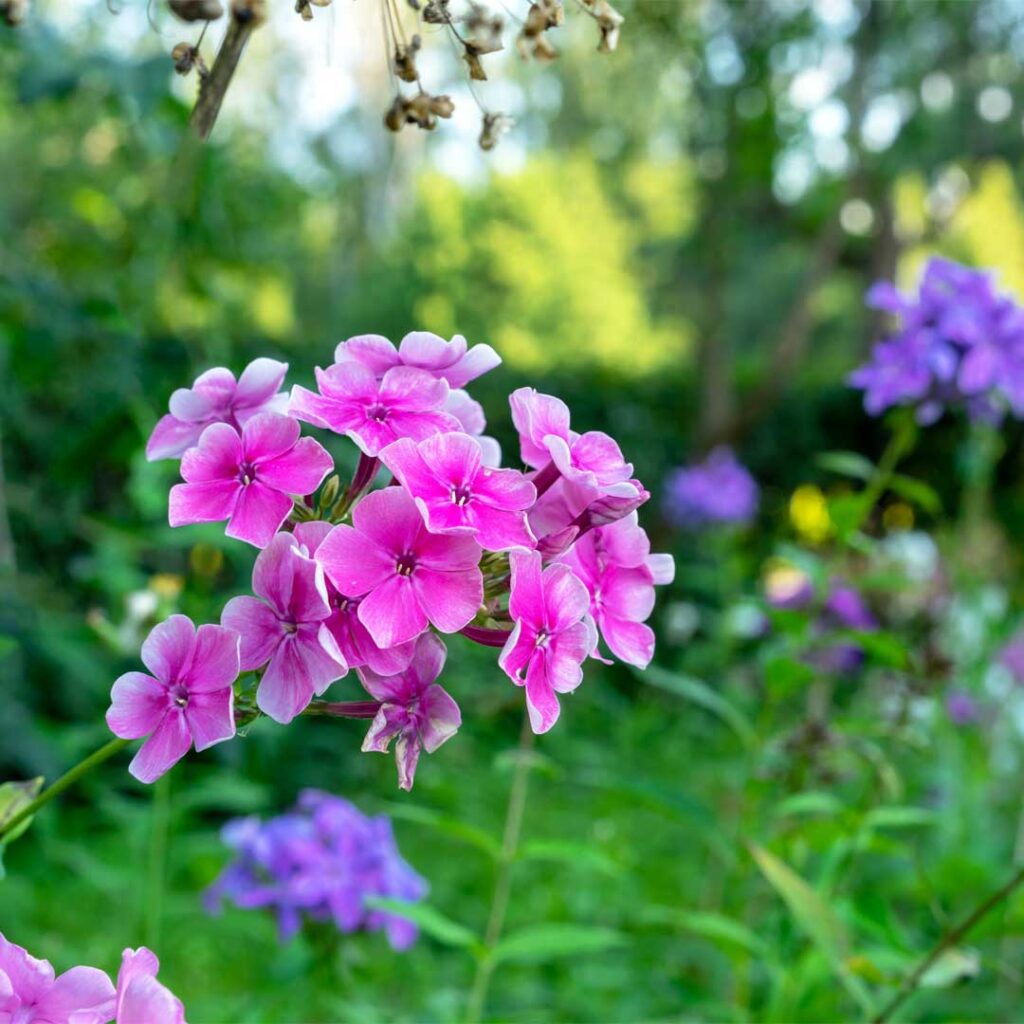 phlox-panicule