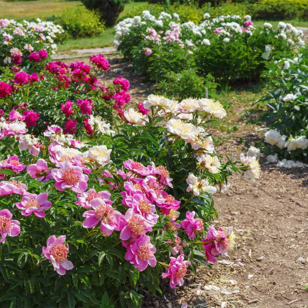 pivoines