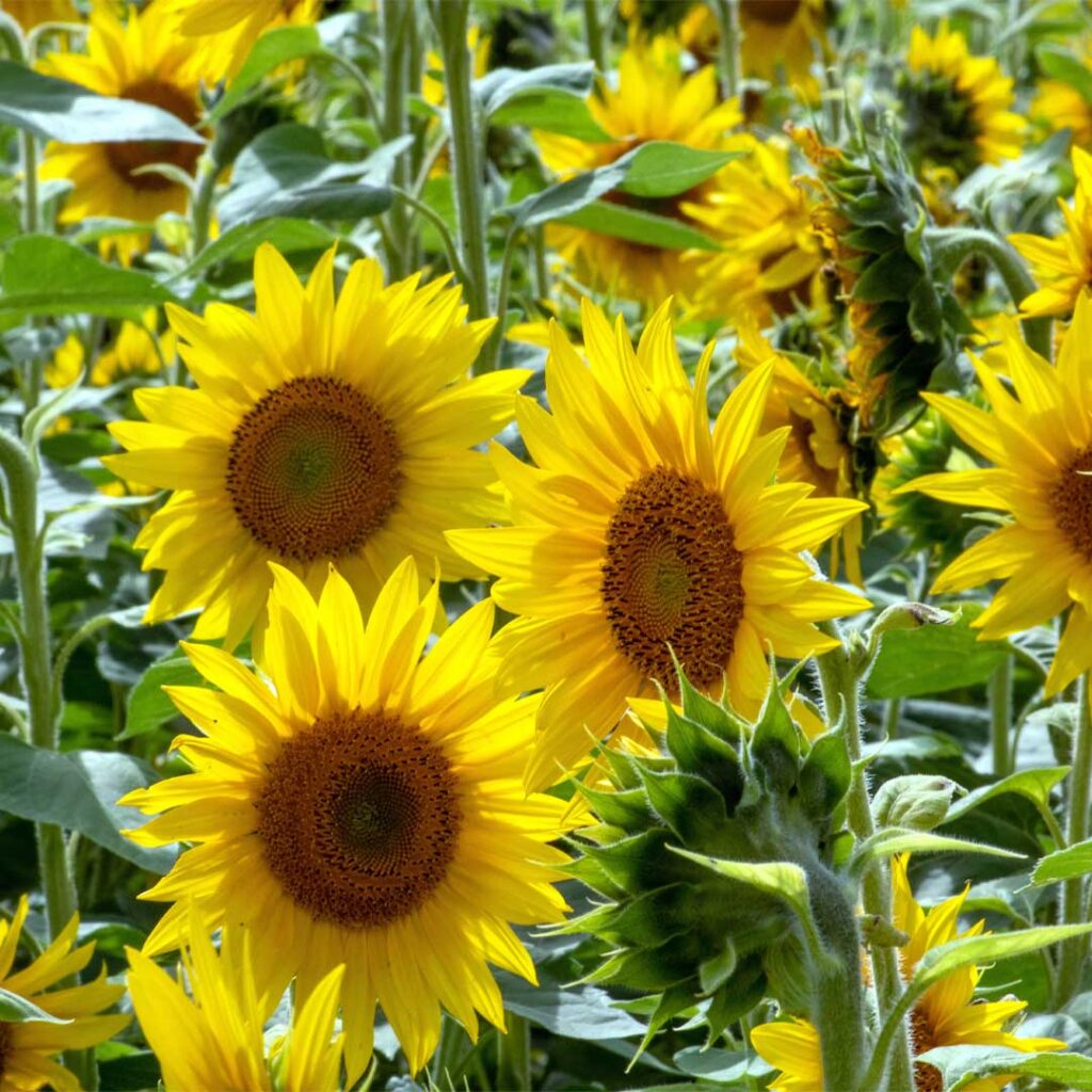 tournesol