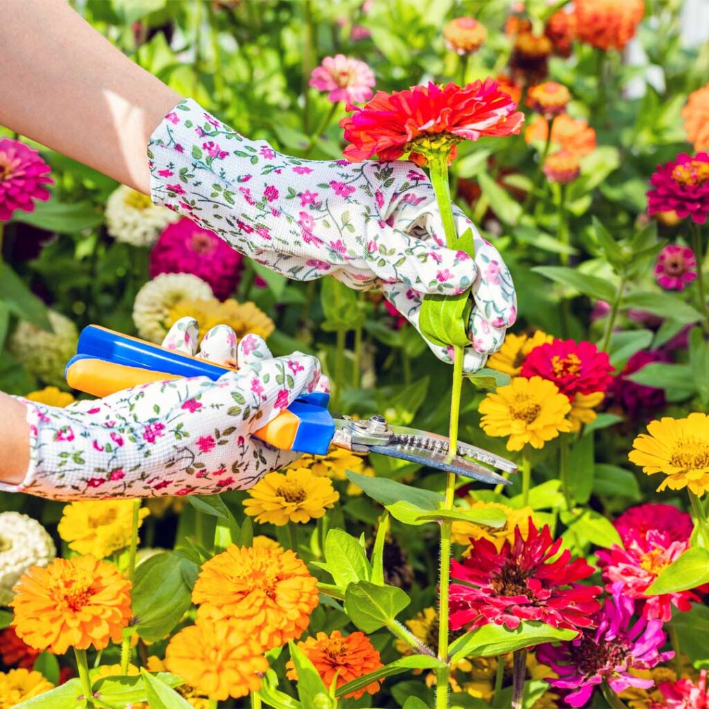 zinnias