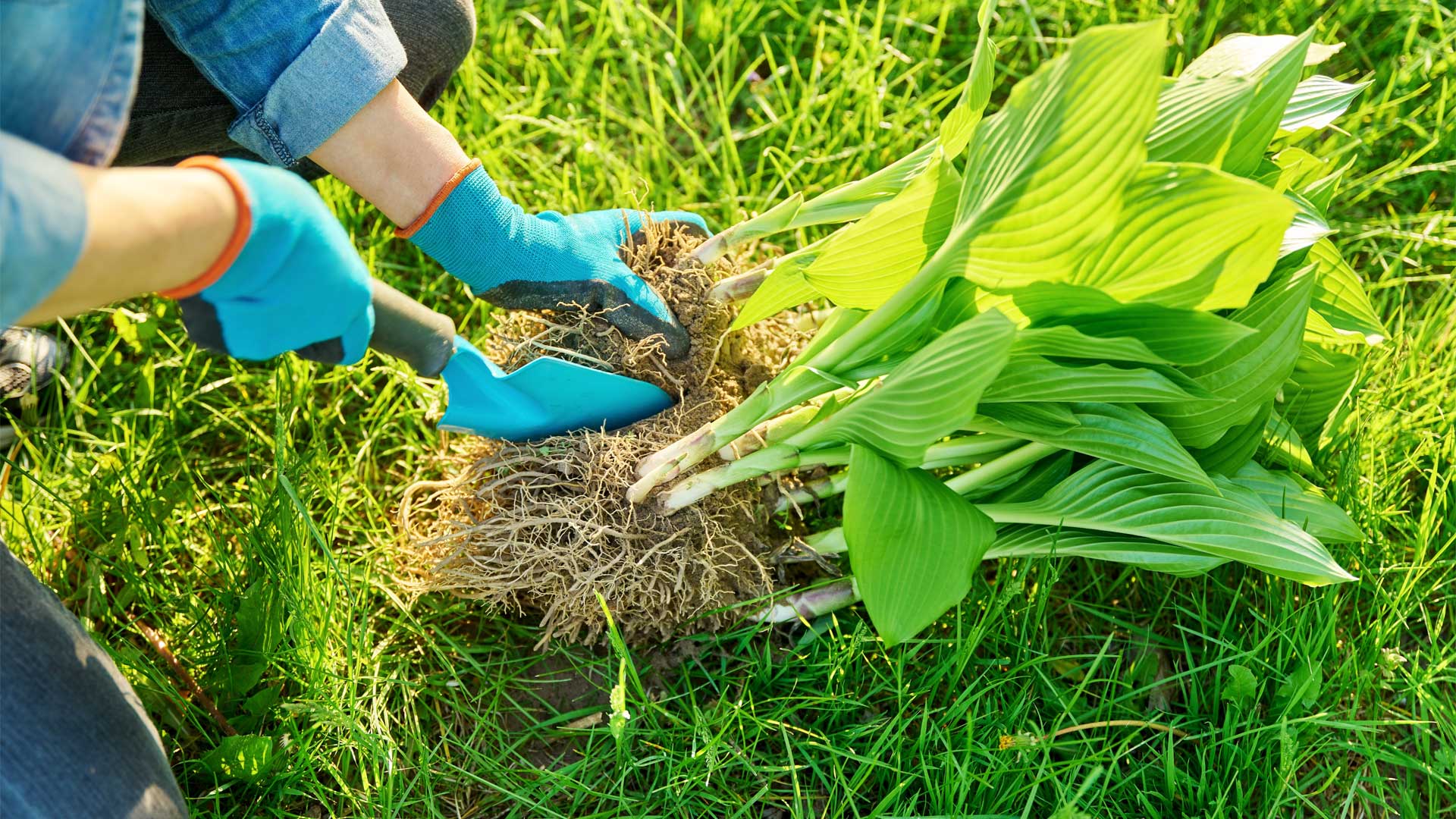 etape-diviser-vivaces