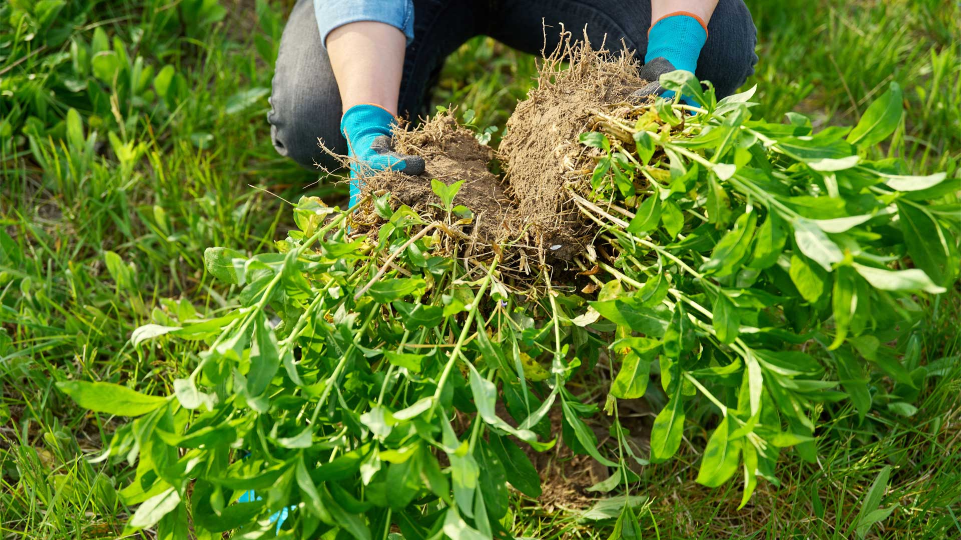 quand-diviser-vivaces