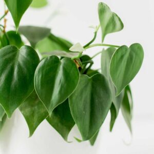 philodendron-scandens
