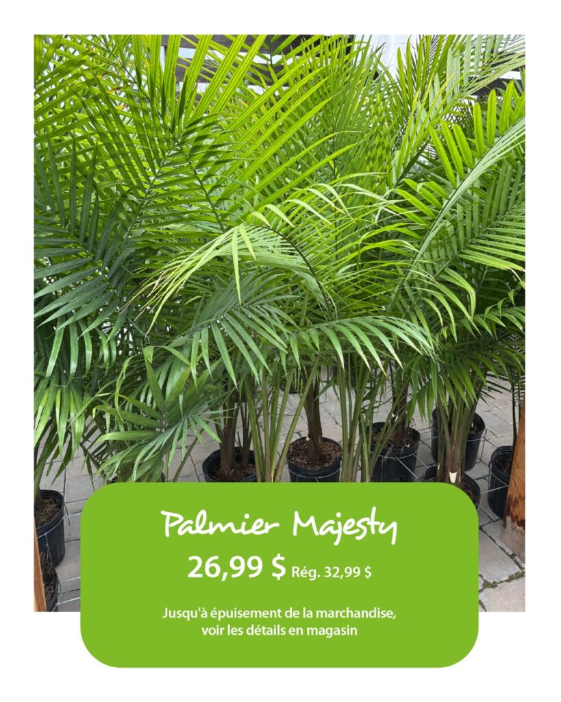 T-37632_Visuels1080x1350_Palmiers