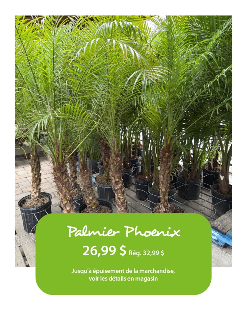 T-37632_Visuels1080x1350_Palmiers