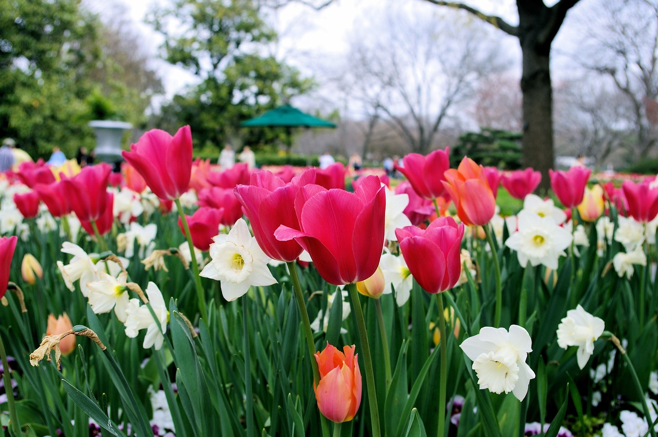 tulips-and-daffodils-3814471_1280