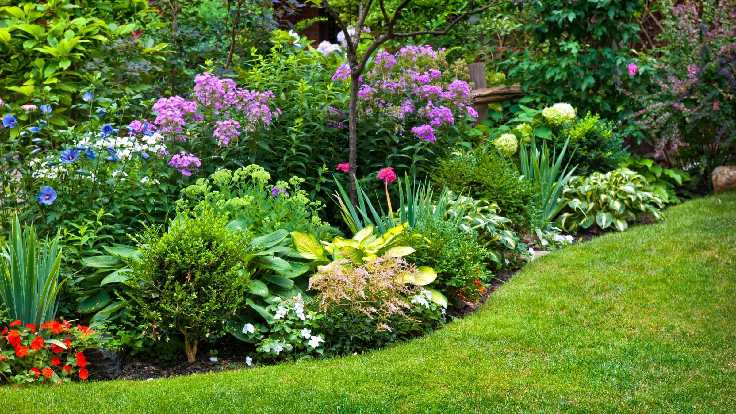 Pourquoi vos vivaces fleurissent-elles moins