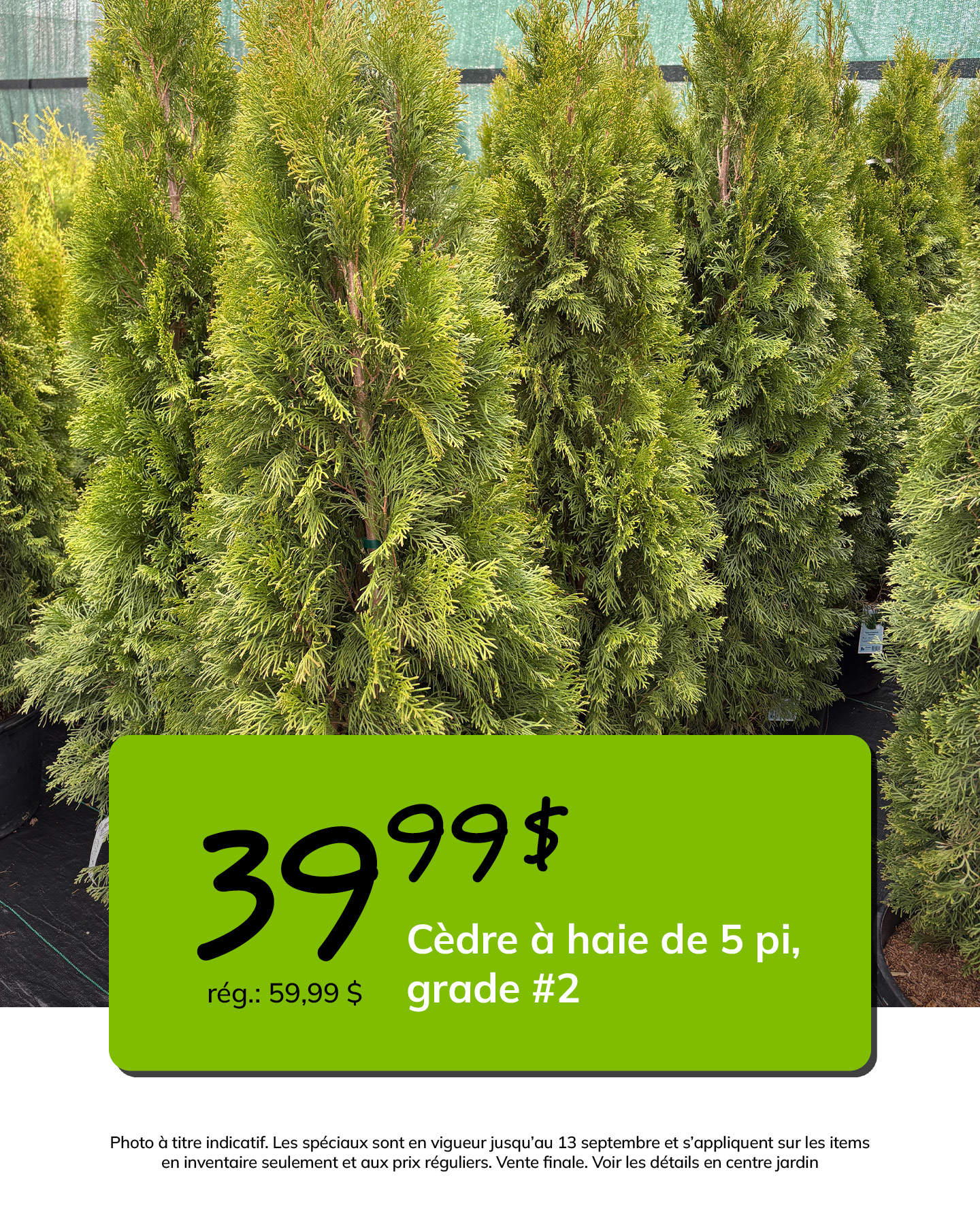 promo-28-08-2026-cedres