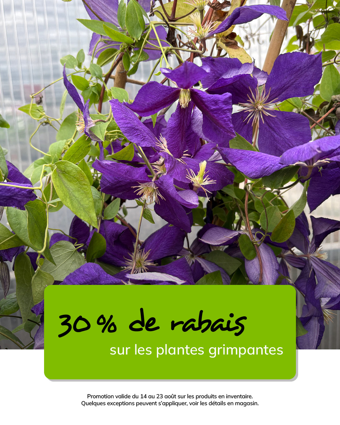 T-39444-latour-MS-promo-aout-08-1080 x 1350