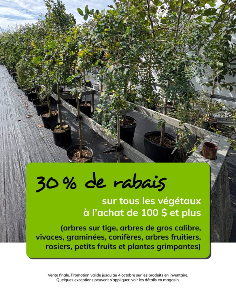 Promo-4octobre-arbres