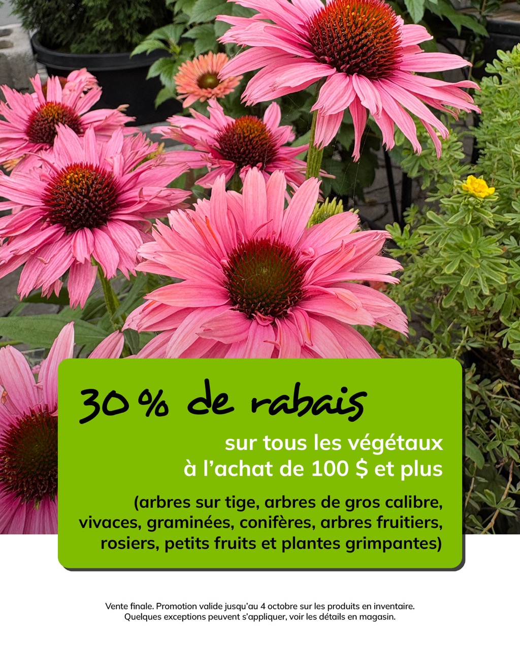 Promo-4octobre-vivaces