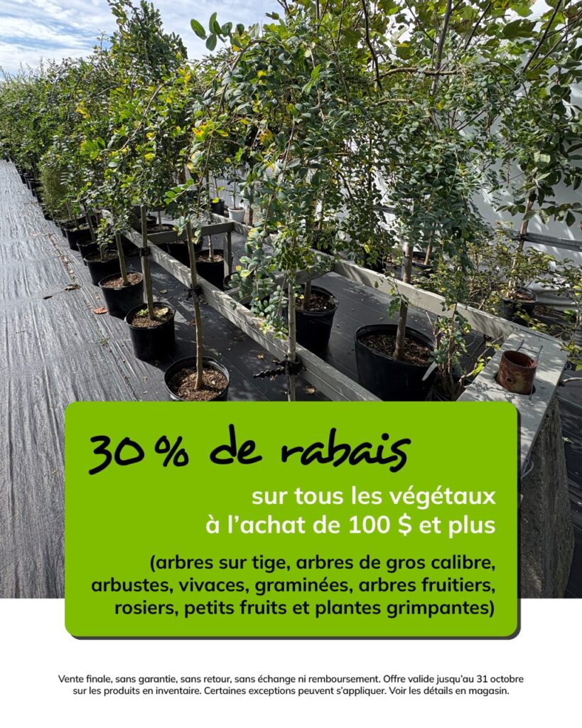 promo-octobre-arbres