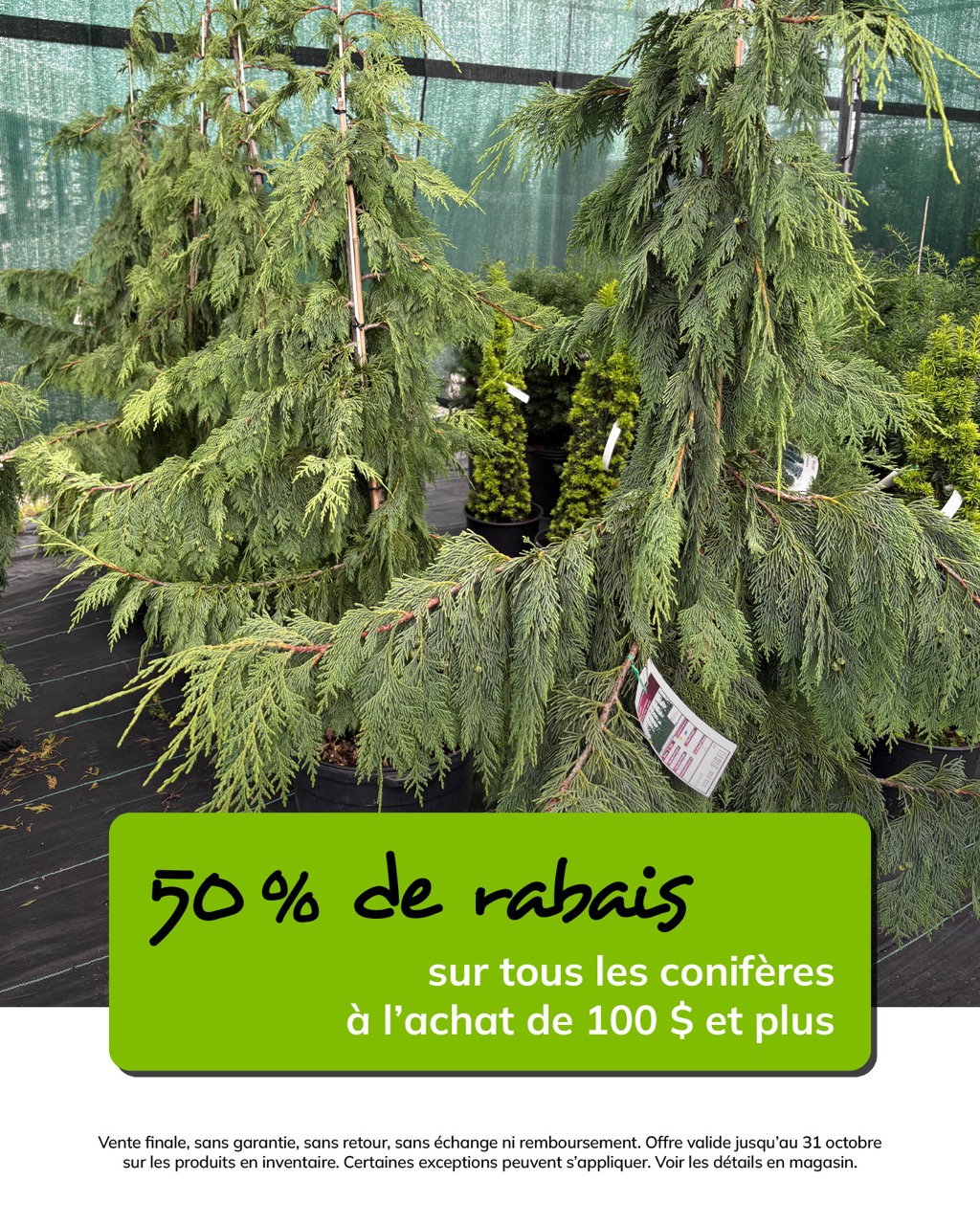 promo-octobre-coniferes