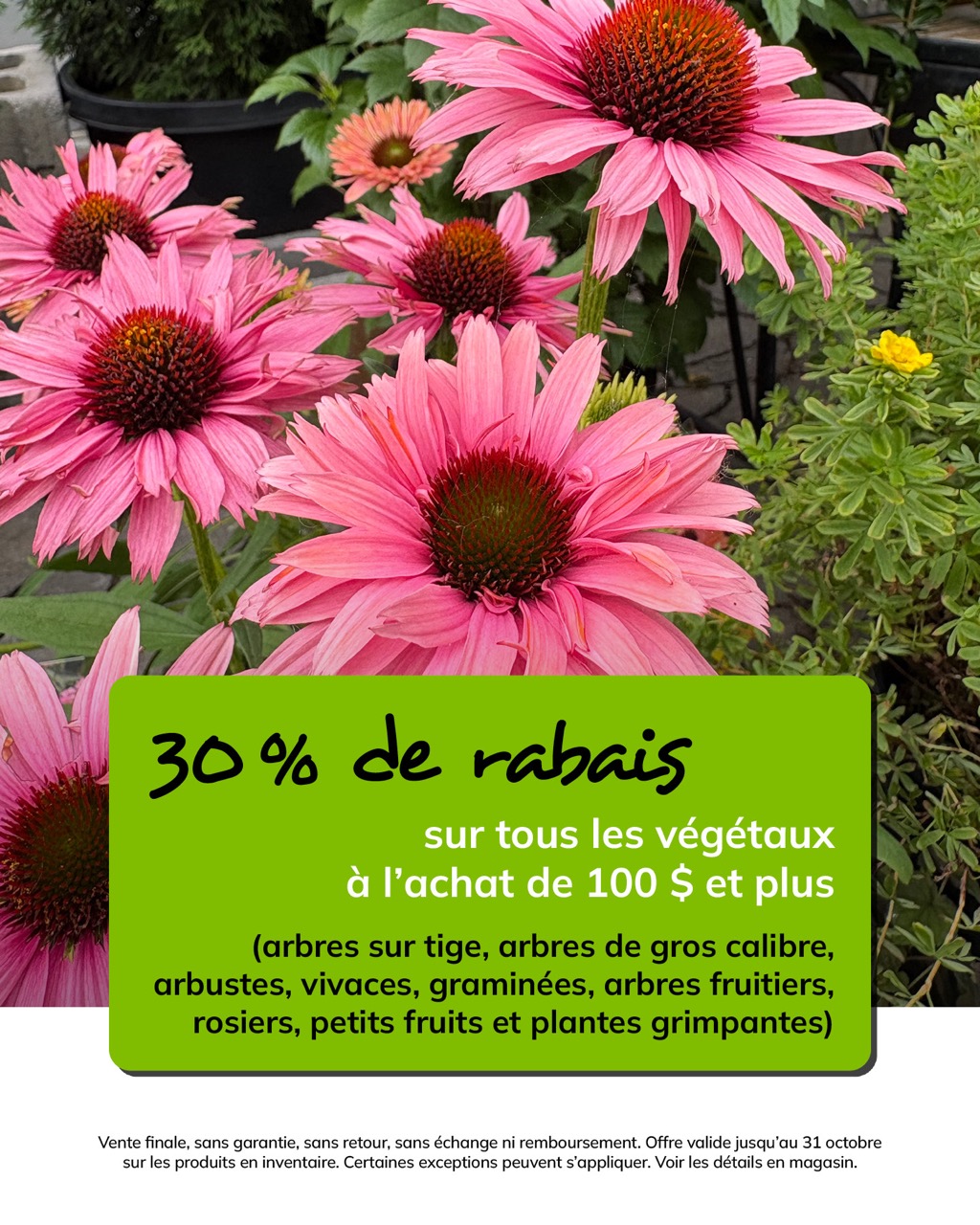promo-octobre-vivaces
