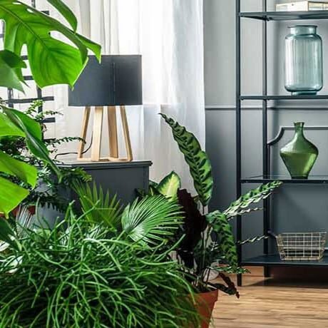 decor-plantes-interieures-carre