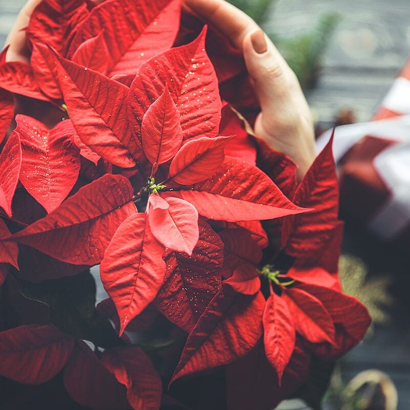 poinsettia-noel-fleuri